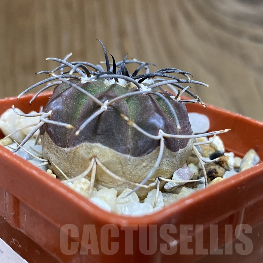SH15747 Gymnocalycium spegazzinii v. sarkae - Image 2
