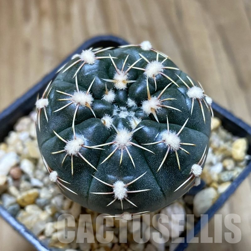 SH15748 Gymnocalycium andreae ssp. pabloi GN 1051