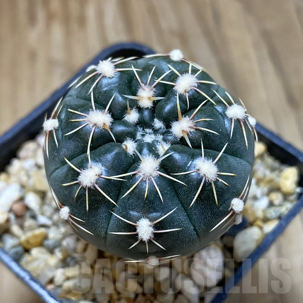 SH15748 Gymnocalycium andreae ssp. pabloi GN 1051