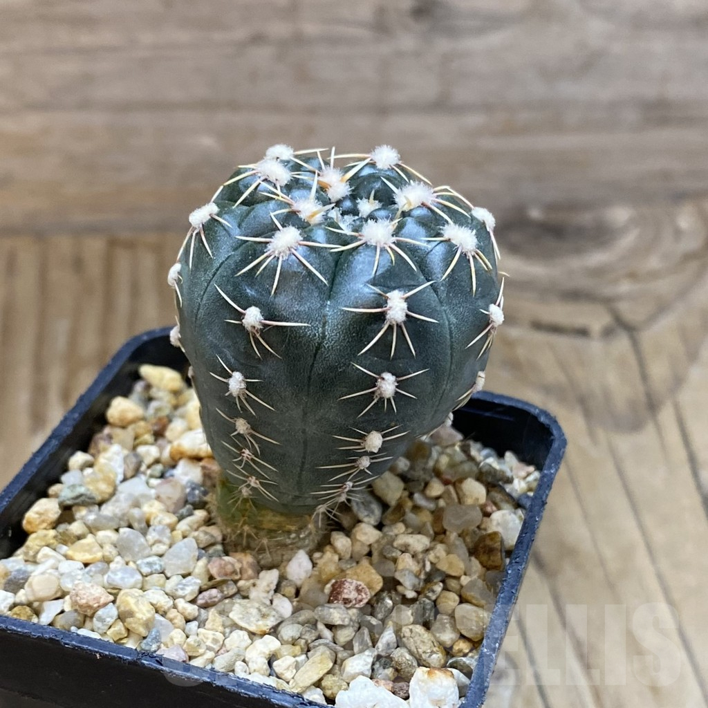 SH15748 Gymnocalycium andreae ssp. pabloi GN 1051 - Image 2