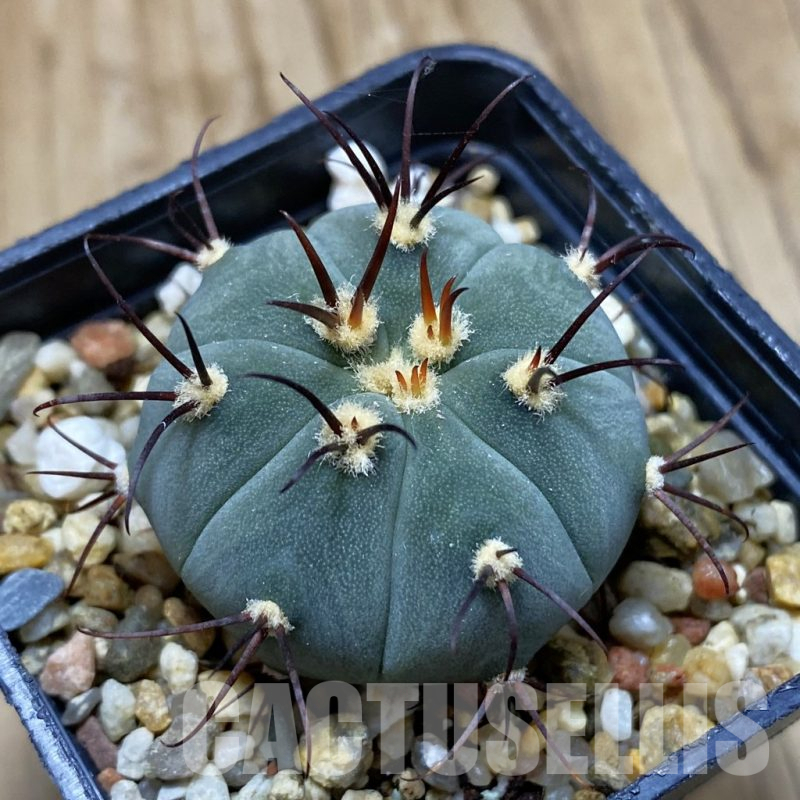 SH15749 Gymnocalycium cabreraense VOS 2122