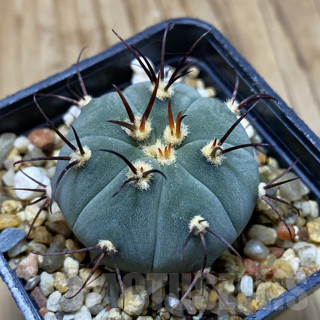 SH15749 Gymnocalycium cabreraense VOS 2122