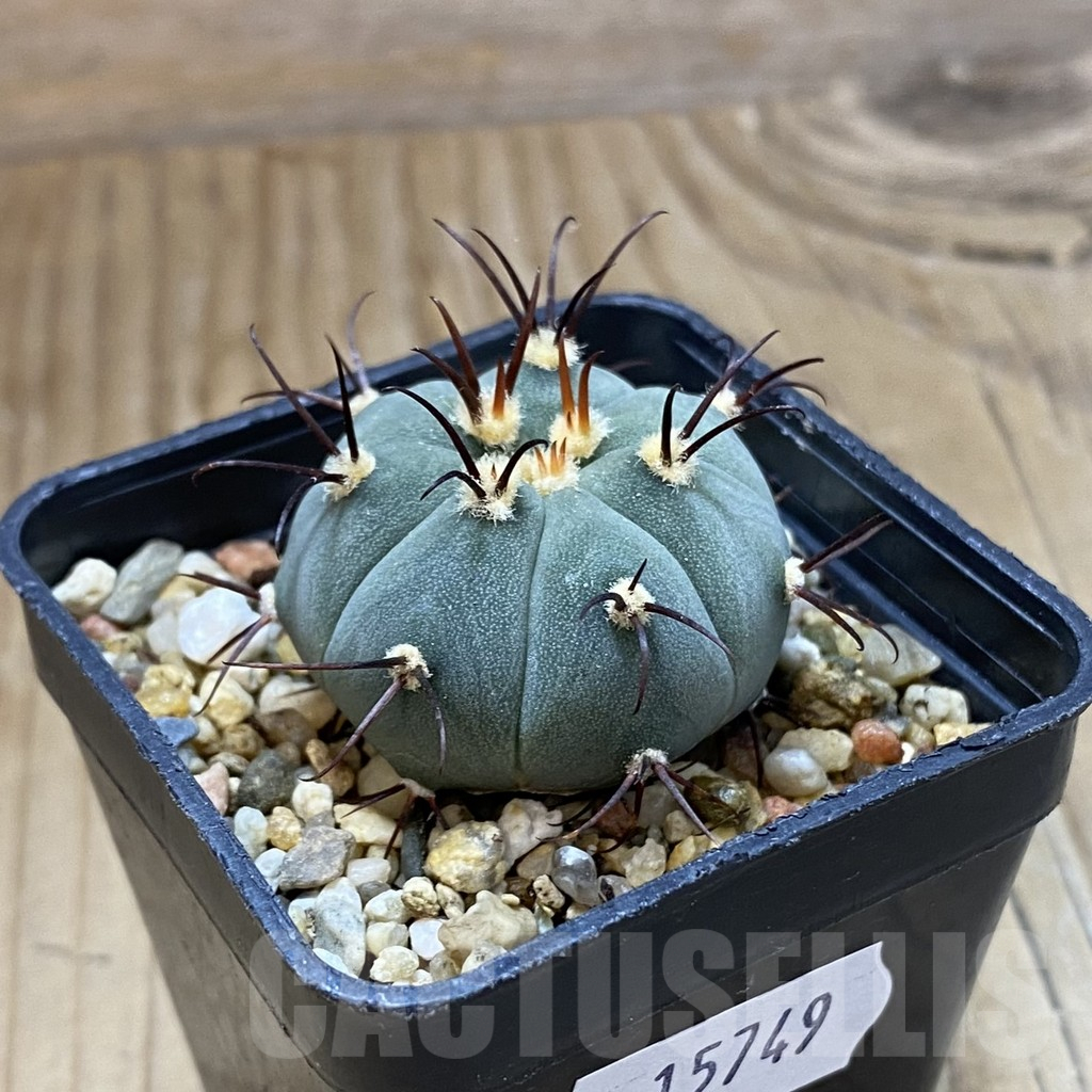 SH15749 Gymnocalycium cabreraense VOS 2122 - Image 2