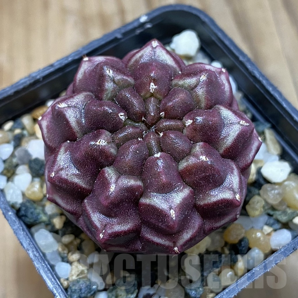 SH15750 Gymnocalycium mihanovichii ‘Day Dream’, seedling