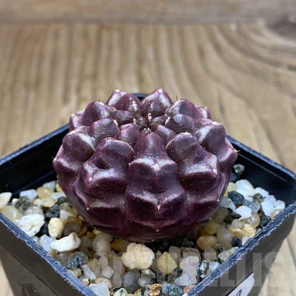 SH15750 Gymnocalycium mihanovichii ‘Day Dream’, seedling - Image 2