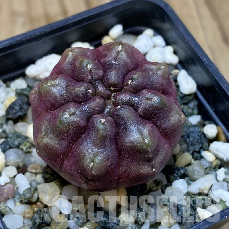 SH15751 Gymnocalycium mihanovichii ‘Day Dream’, seedling