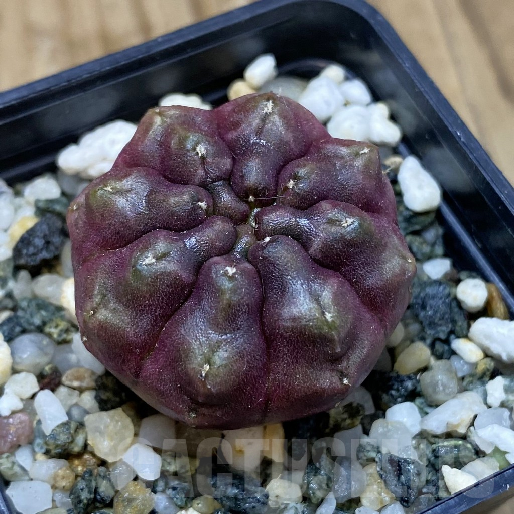 SH15751 Gymnocalycium mihanovichii ‘Day Dream’, seedling