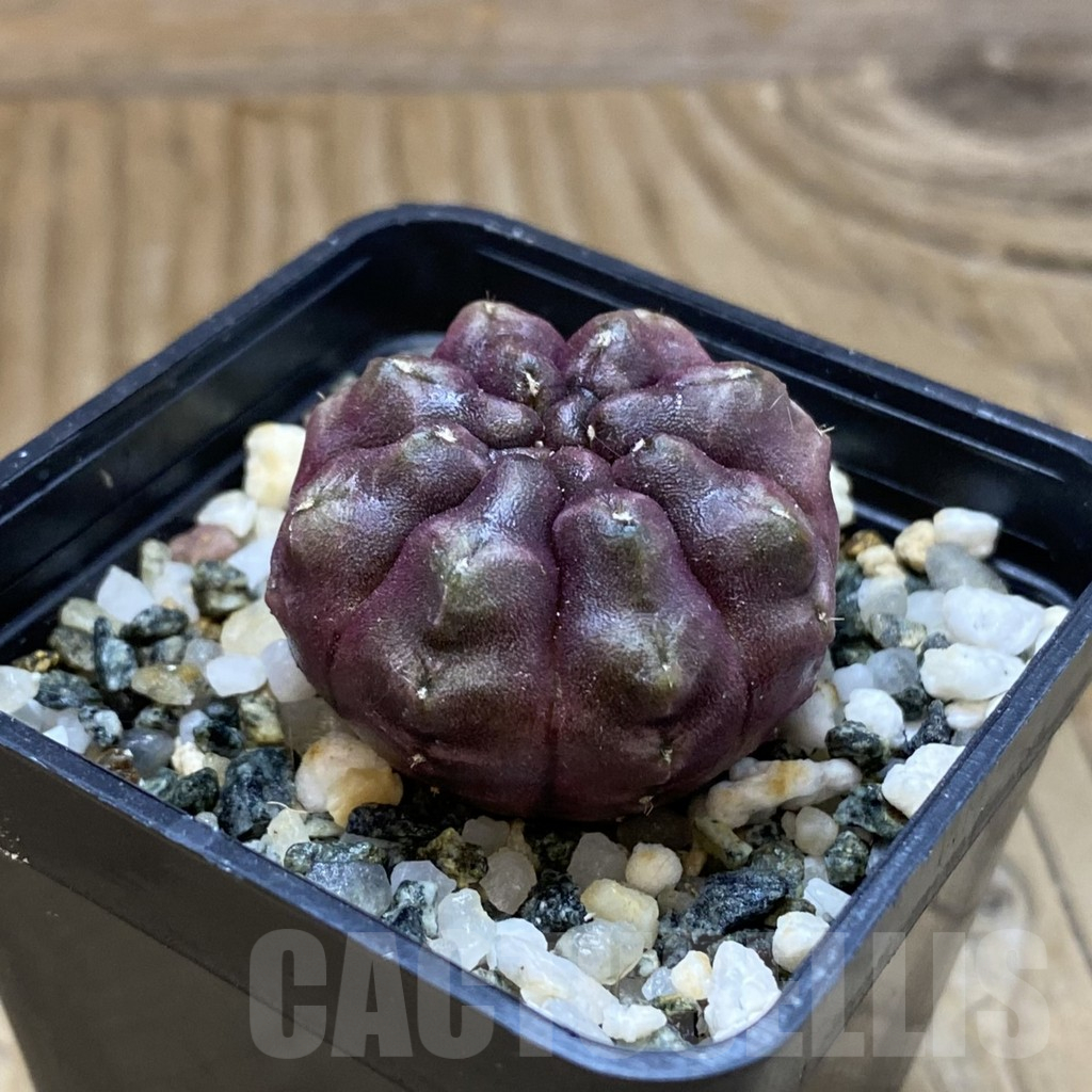 SH15751 Gymnocalycium mihanovichii ‘Day Dream’, seedling - immagine 2