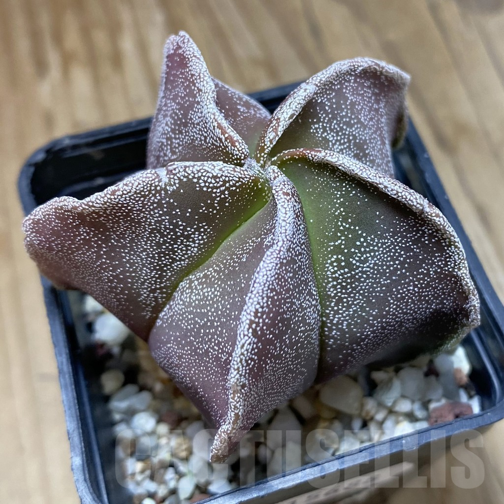SH15688 Astrophytum myriostigma hybrid
