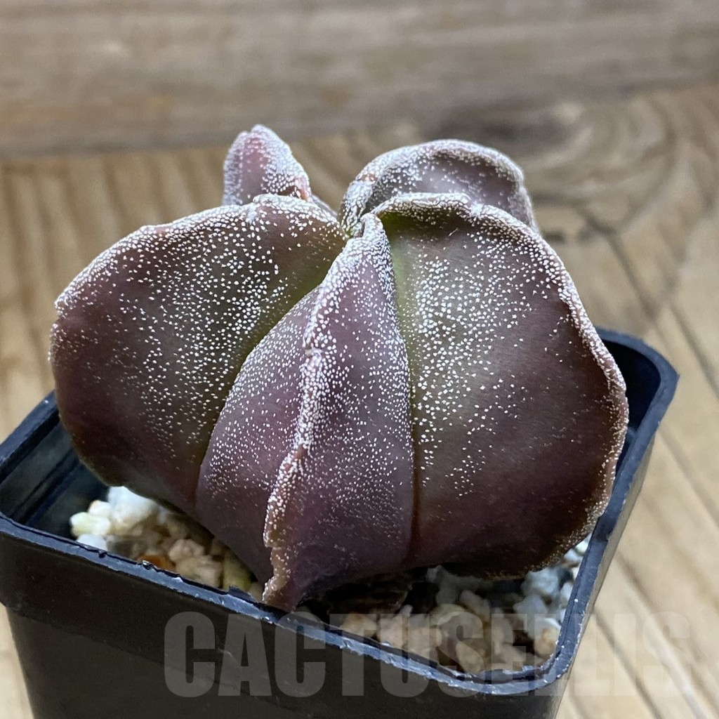 SH15688 Astrophytum myriostigma hybrid - Obrázek 2