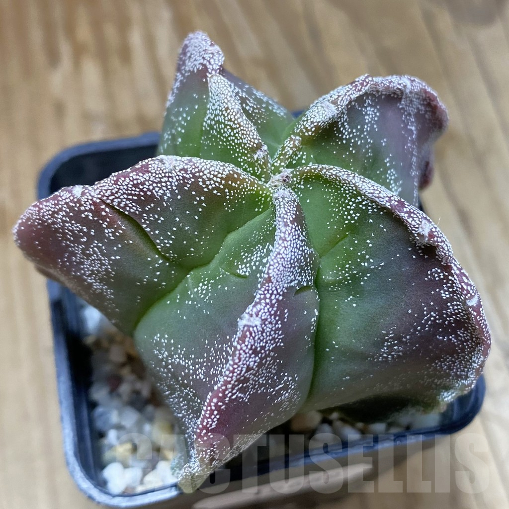 SH15689 Astrophytum myriostigma 'Kikko'