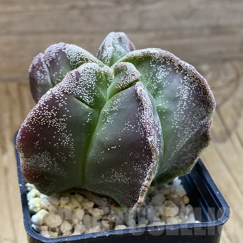 SH15689 Astrophytum myriostigma 'Kikko' - Obrázek 2