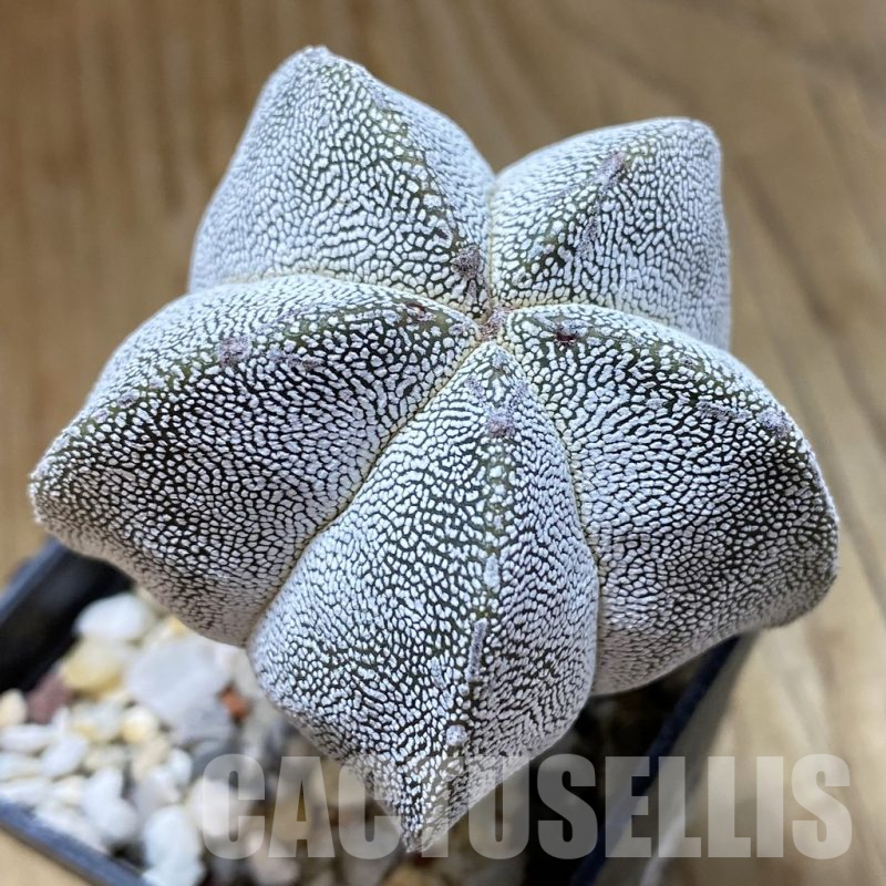 SH15690 Astrophytum myriostigma ‘Onzuka’