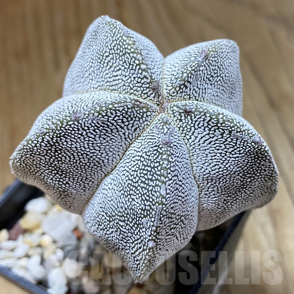 SH15690 Astrophytum myriostigma ‘Onzuka’