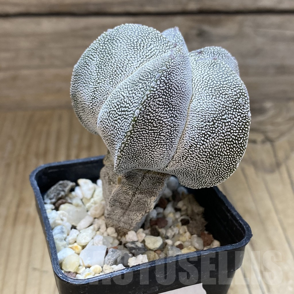 SH15690 Astrophytum myriostigma ‘Onzuka’ - Image 2
