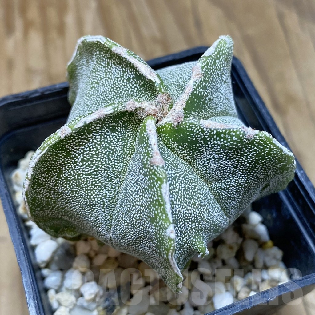 SH15691 Astrophytum myriostigma hybrid
