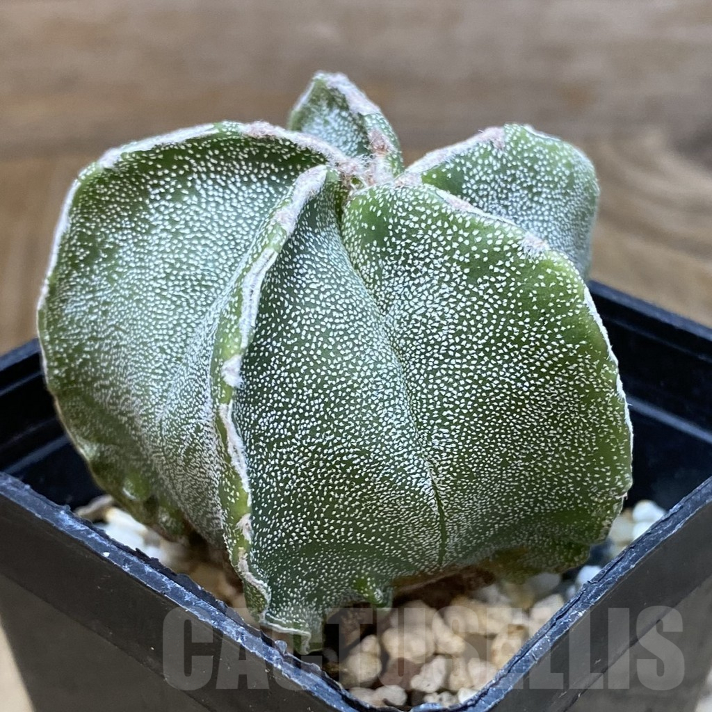 SH15691 Astrophytum myriostigma hybrid - Image 2