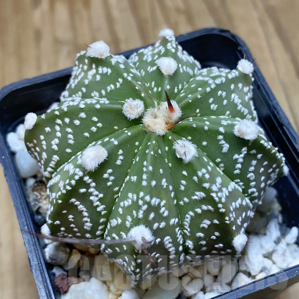 SH15692 Astrophytum asterias x capricorne