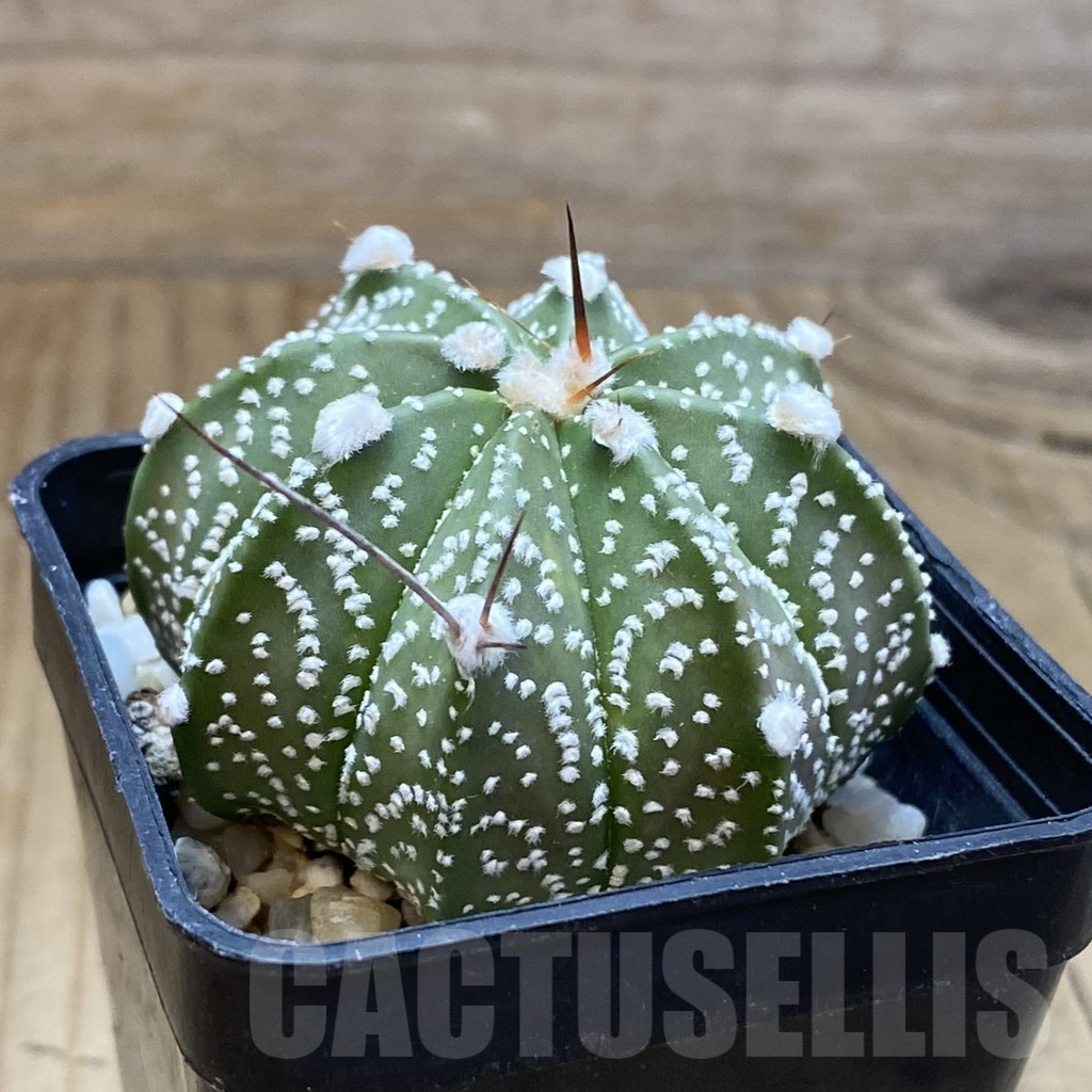 SH15692 Astrophytum asterias x capricorne - immagine 2