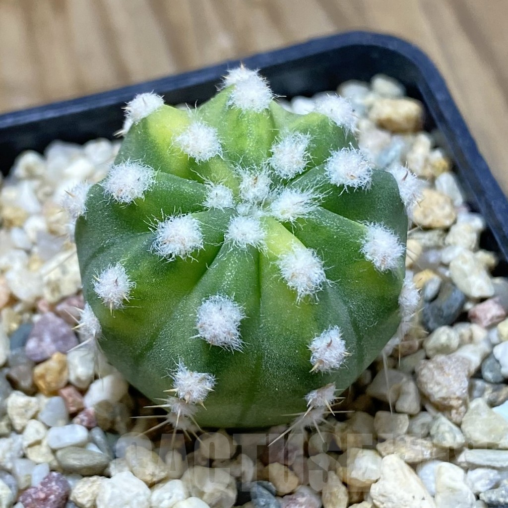 SH15694 Echinopsis subdenudata f. variegata