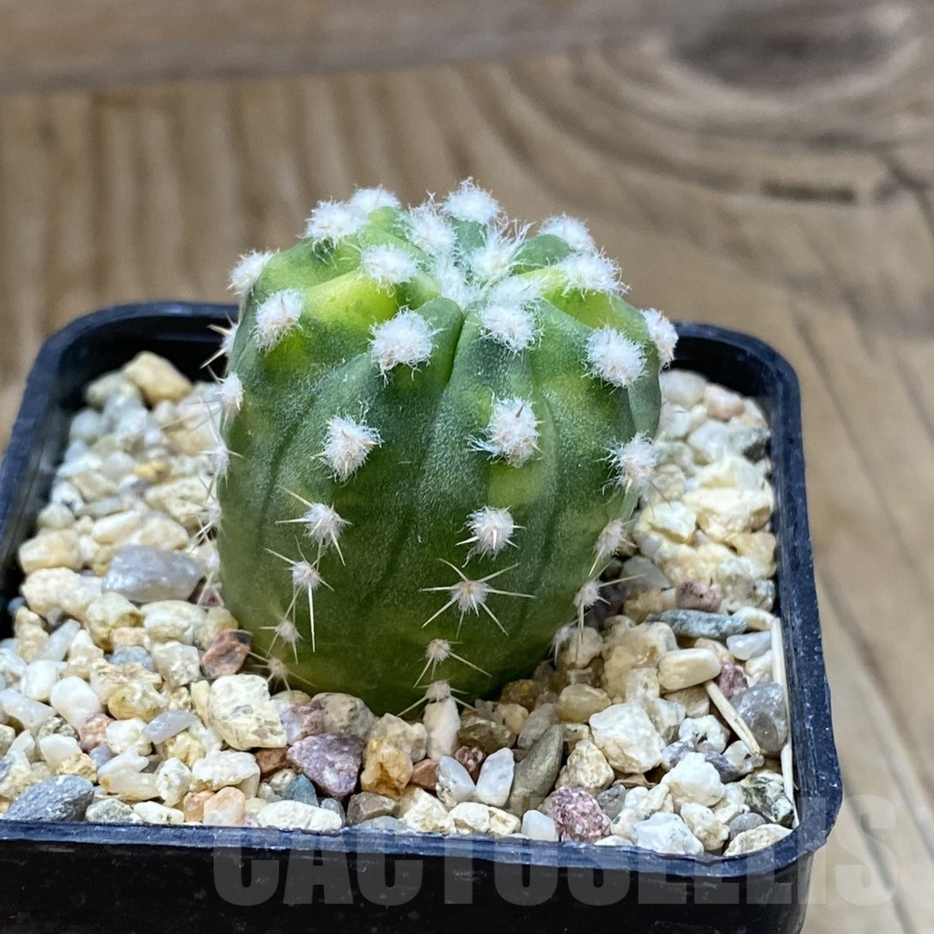 SH15694 Echinopsis subdenudata f. variegata - immagine 2