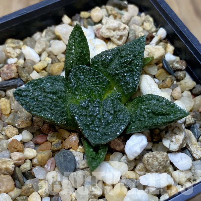 SH15695 Ariocarpus fissuratus ‘Godzilla’ hybrid, seedling