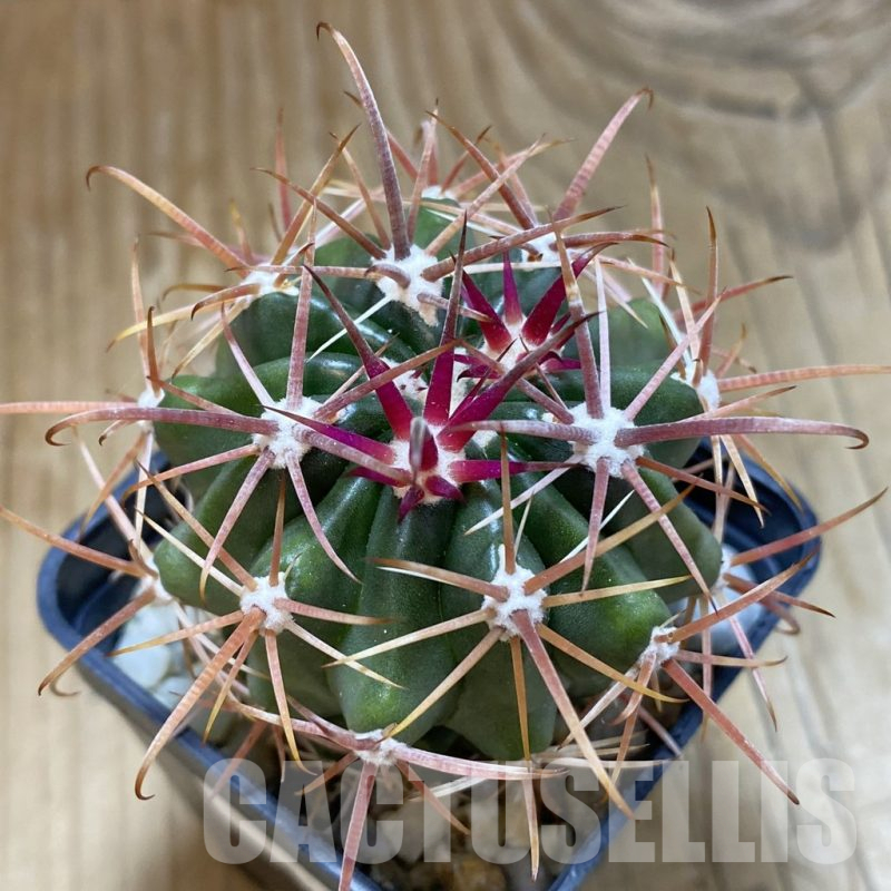 SH15697 Ferocactus fordii