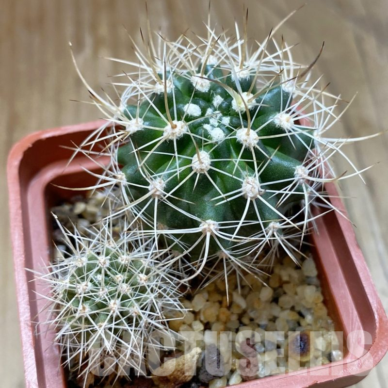 SH15699 Eriosyce eriosyzoides, 2 plants