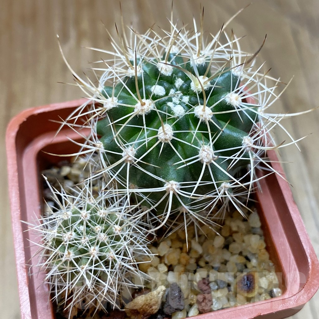 SH15699 Eriosyce eriosyzoides, 2 plants