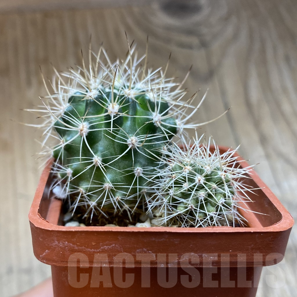 SH15699 Eriosyce eriosyzoides, 2 plants - Image 2