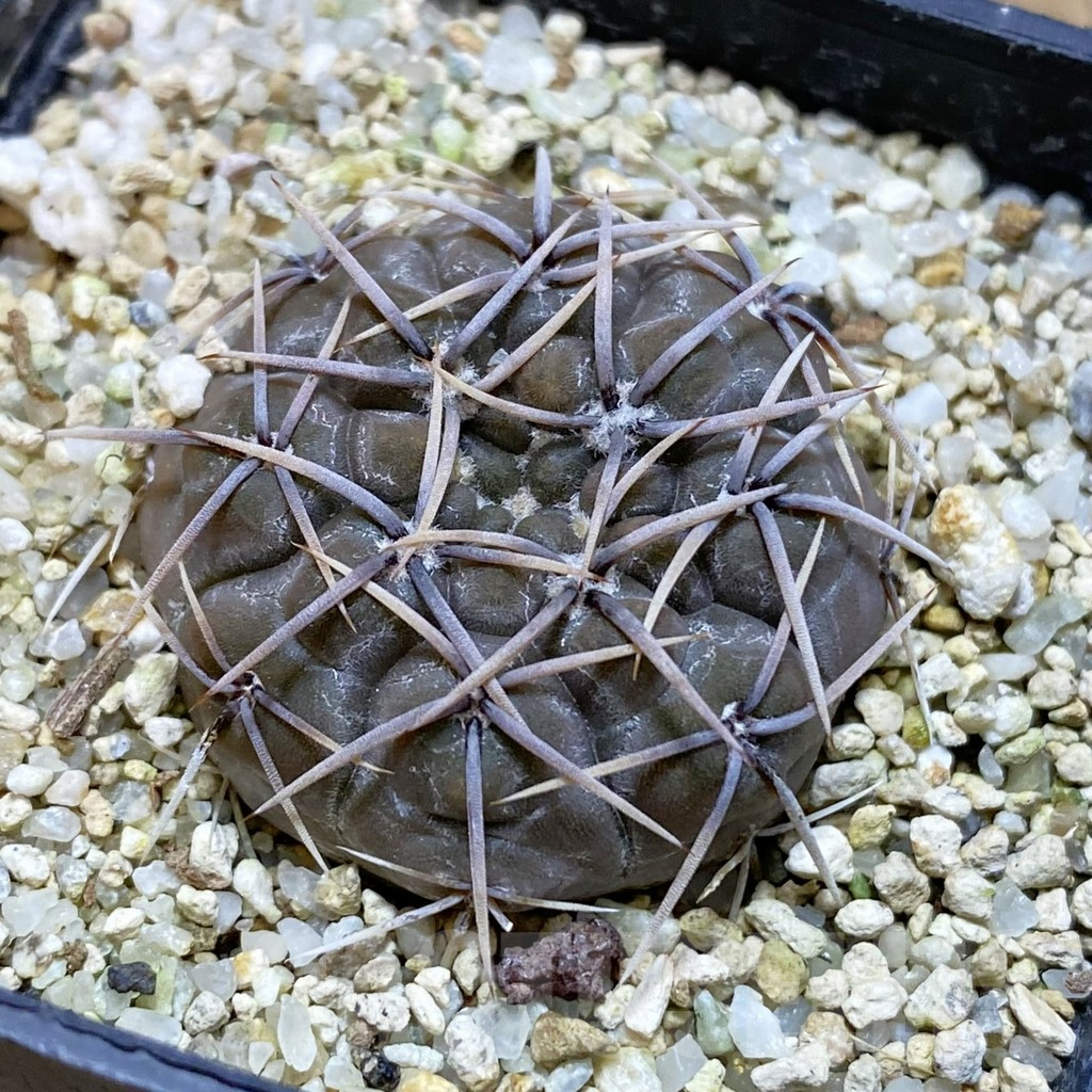 SH15702 Gymnocalycium borthii ssp. nogolense VG 411