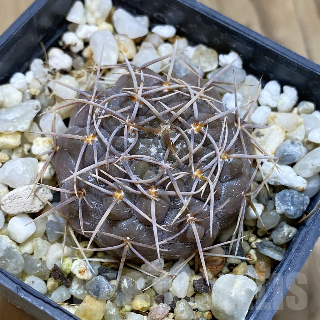 SH15703 Gymnocalycium borthii ssp. nogolense VG 412