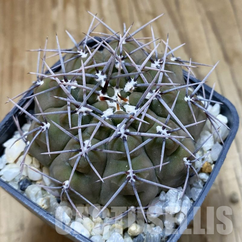 SH15705 Gymnocalycium ochoterenae