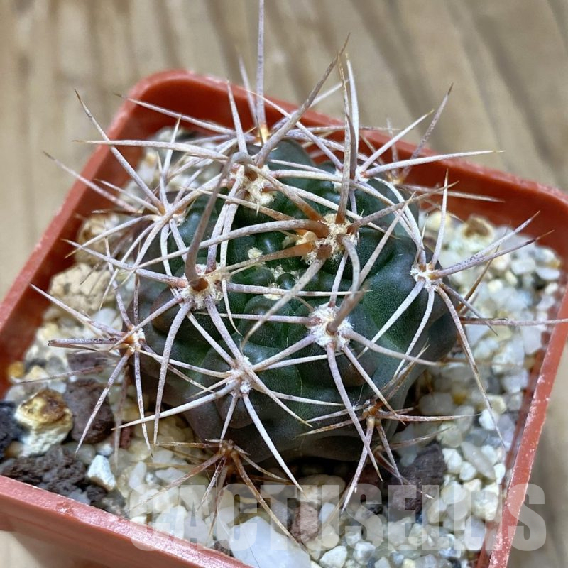 SH15708 Gymnocalycium neuhuberi