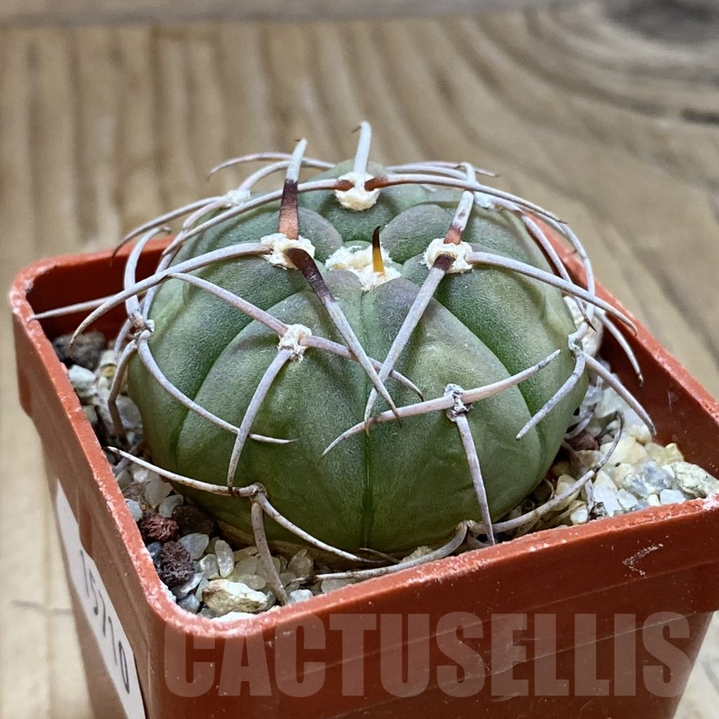 SH15710 Gymnocalycium tillianum VG 227 - Obrázek 2