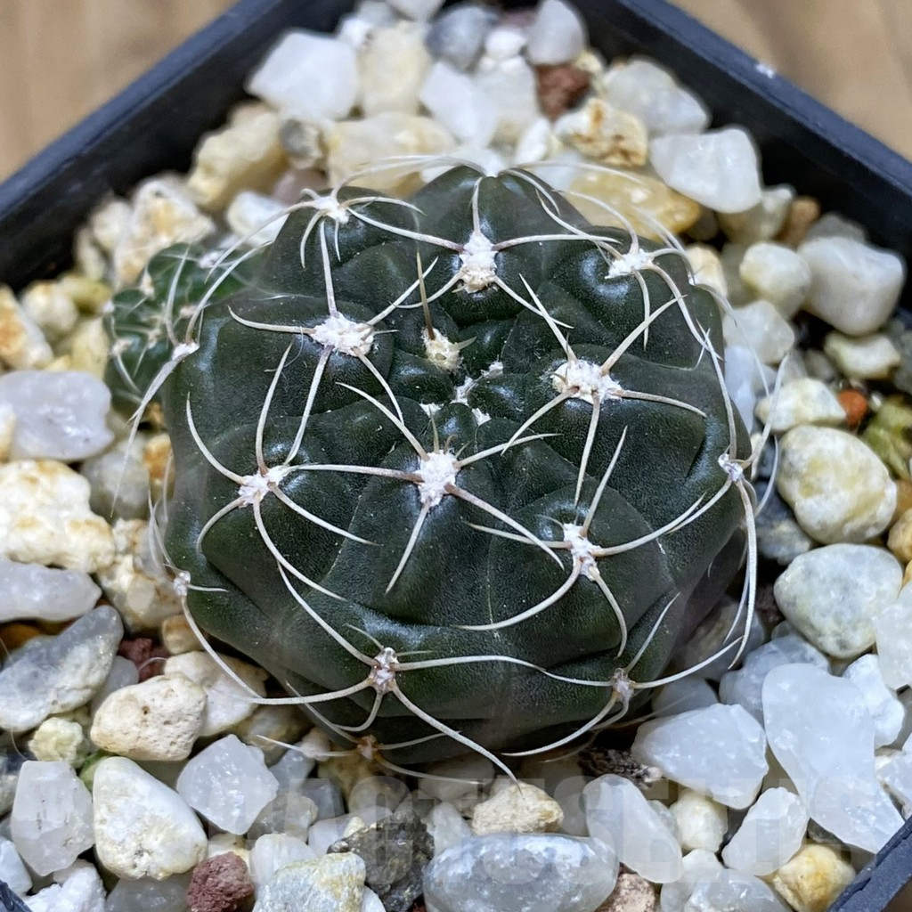 SH15713 Gymnocalycium arachnispinum