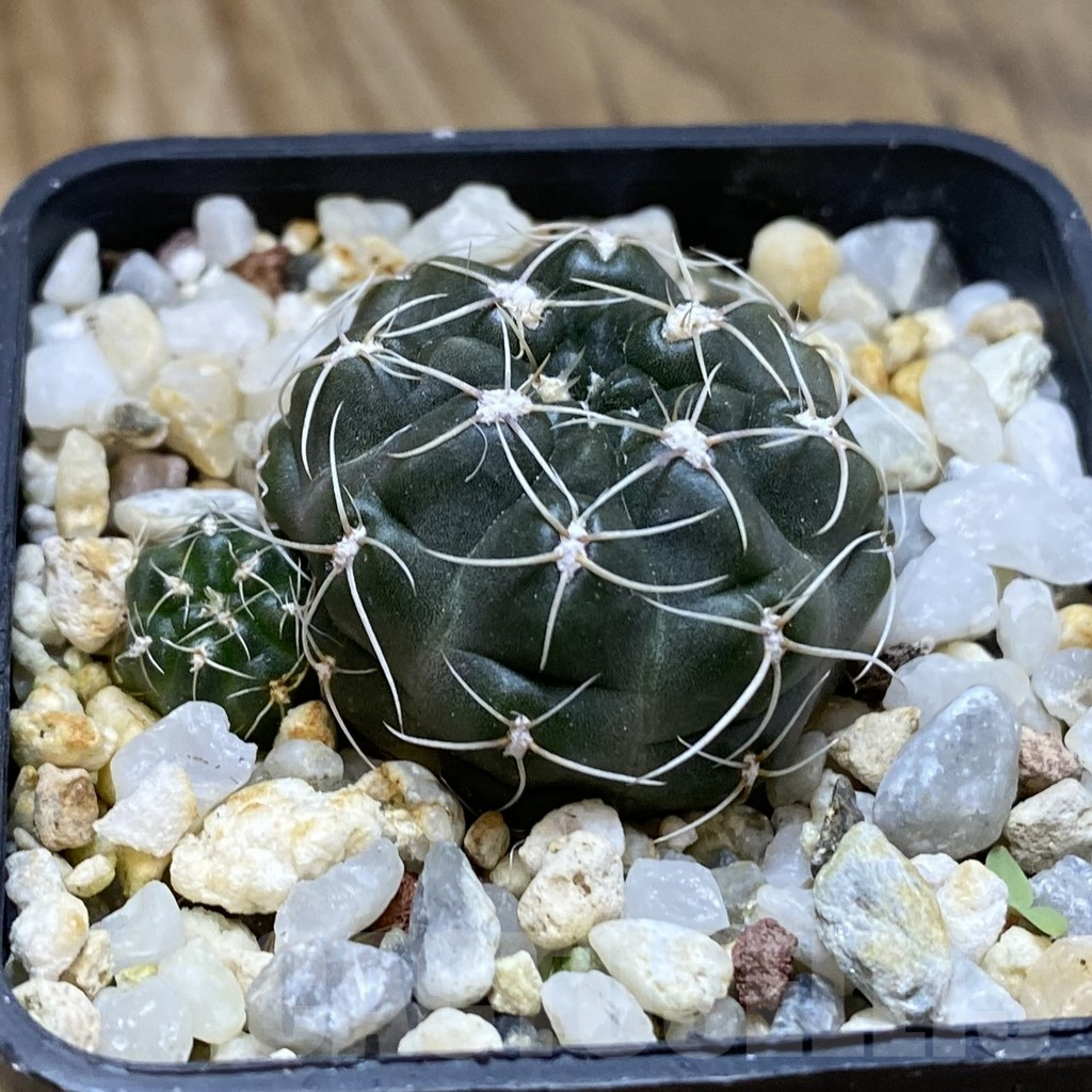 SH15713 Gymnocalycium arachnispinum - Image 2