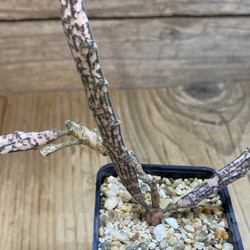 SH15860 Euphorbia platyclada