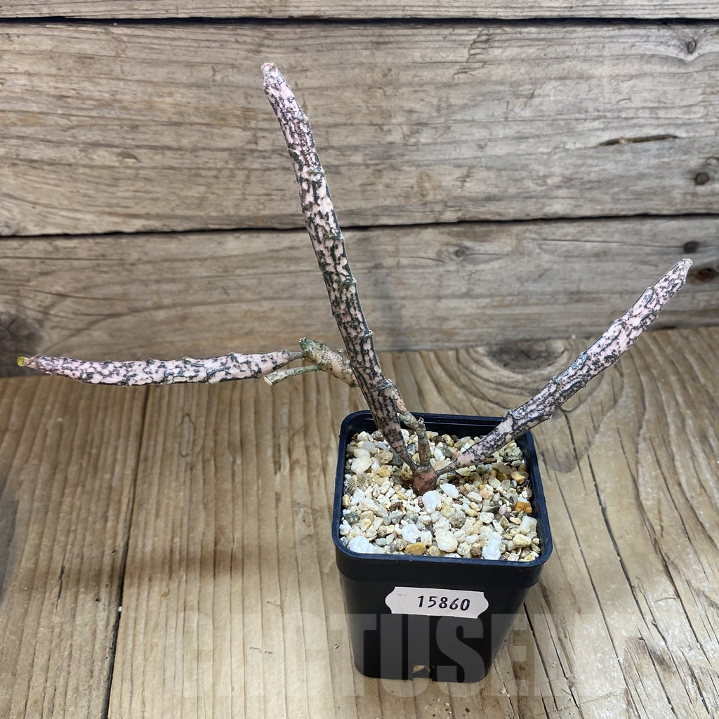 SH15860 Euphorbia platyclada - Image 2