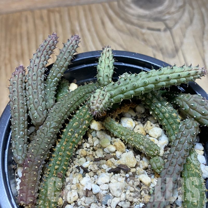 SH15830 Echidnopsis oviflora