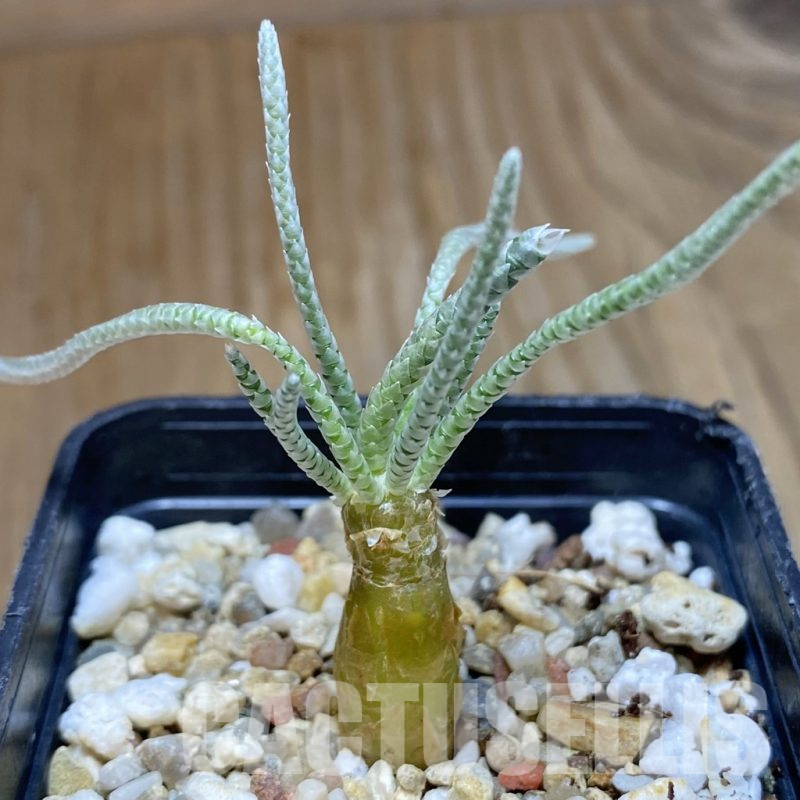 SH15863 Avonia quinaria, pink flower