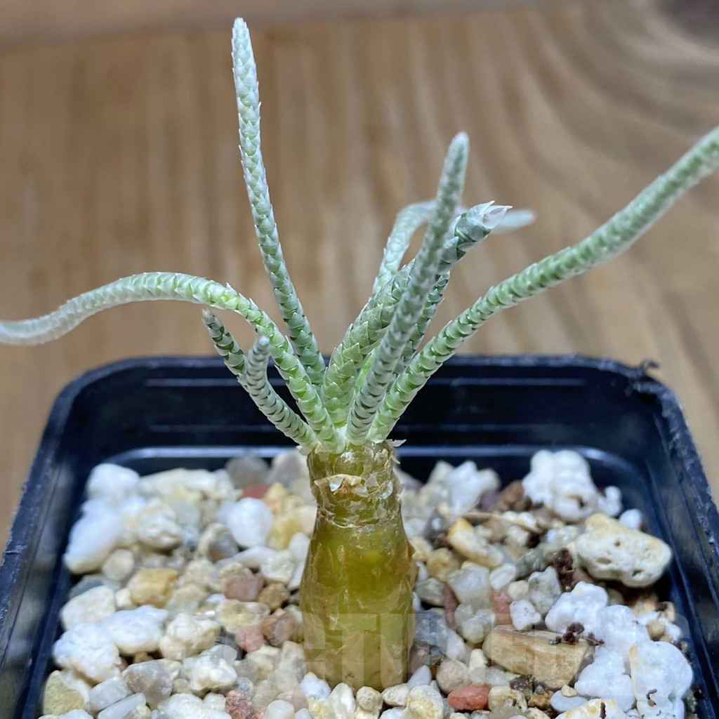 SH15863 Avonia quinaria, pink flower