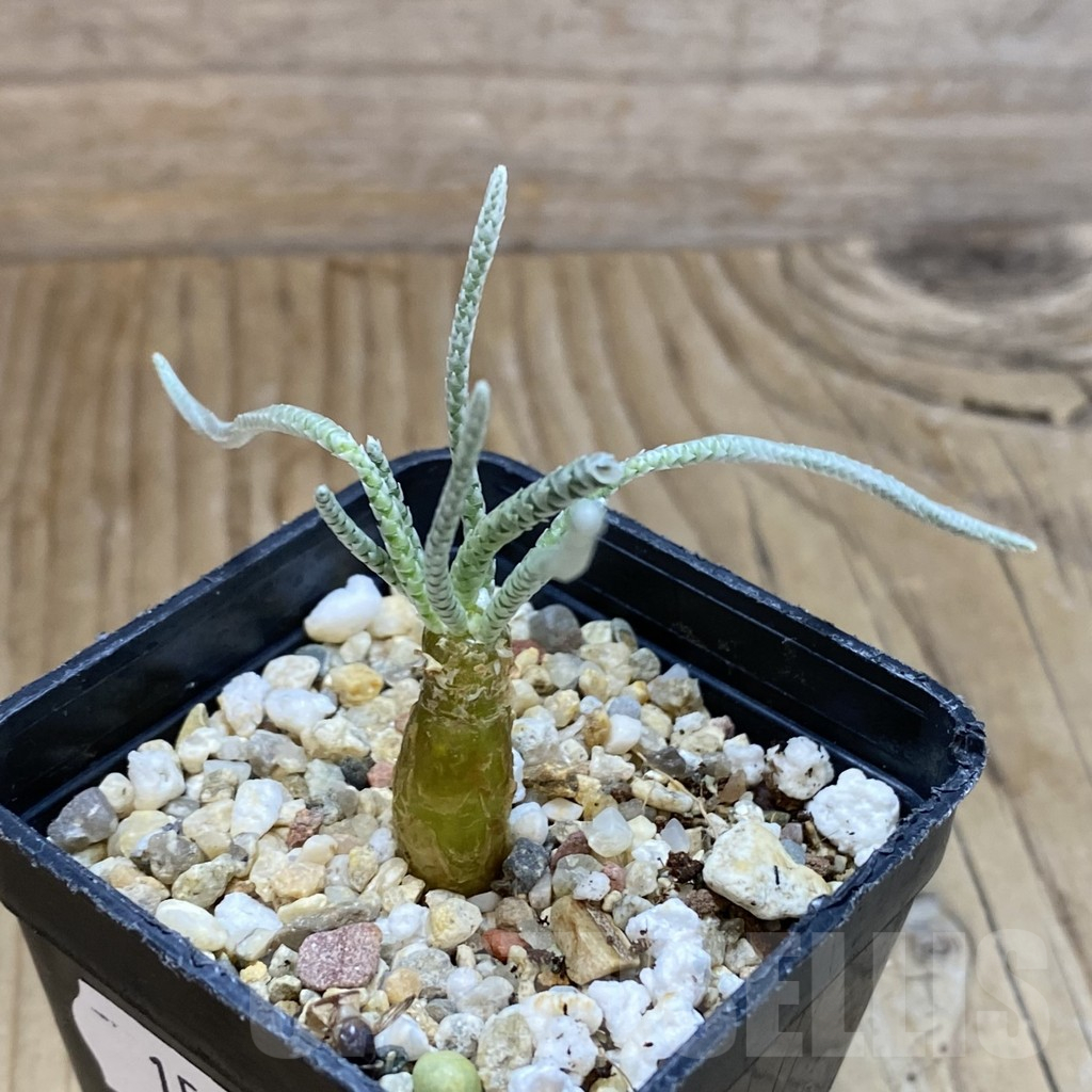 SH15863 Avonia quinaria, pink flower - Imagen 2