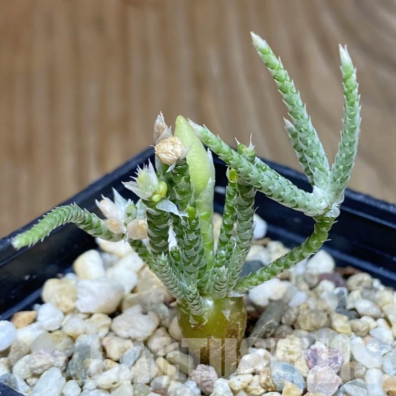 SH15864 Avonia alstonii, white flower