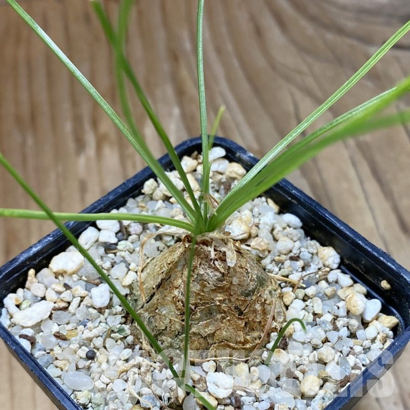 SH15871 Albuca aff. polyphylla UL 499