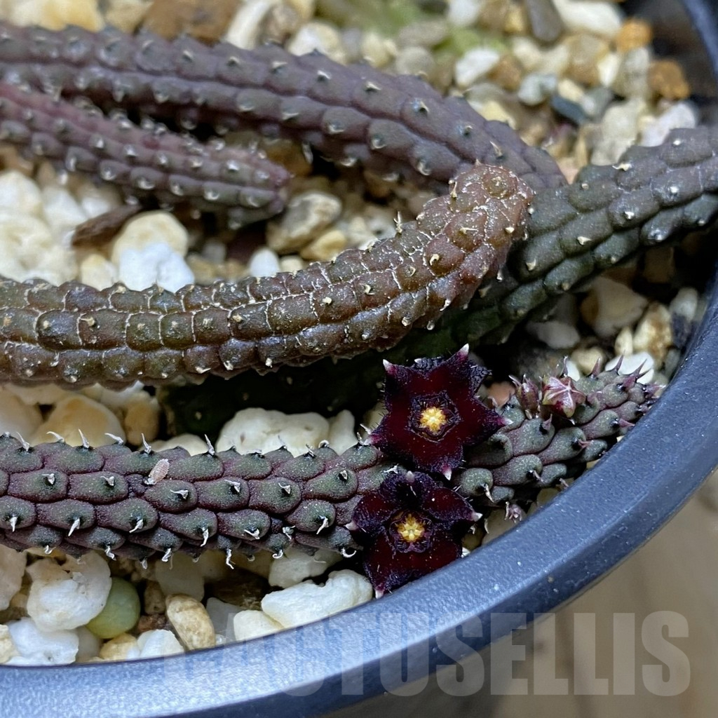 SH15831 Echidnopsis oviflora