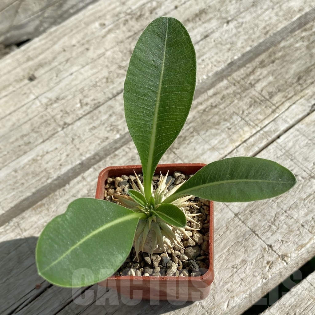 SH15875 Pachypodium eburneum