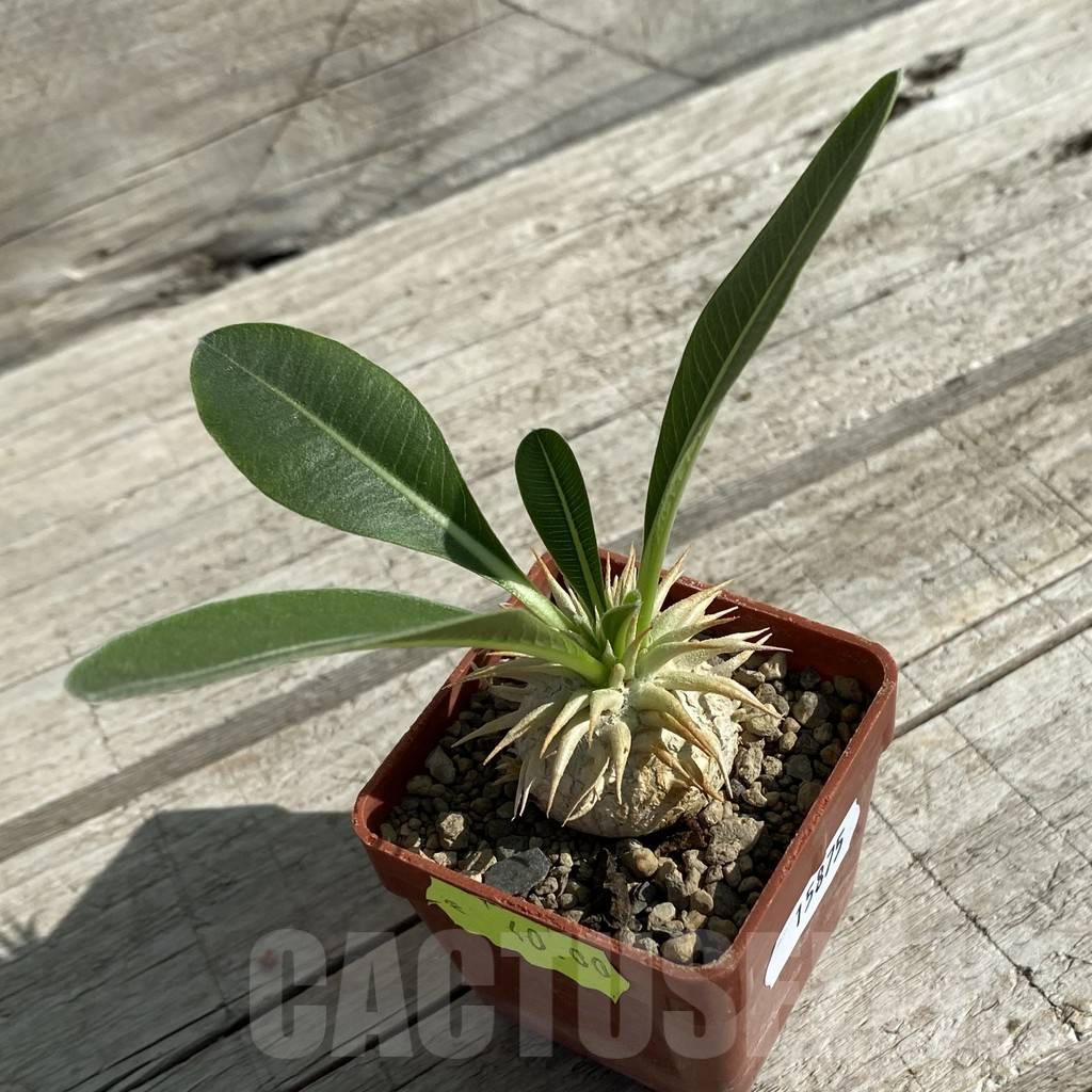 SH15875 Pachypodium eburneum - Imagen 2