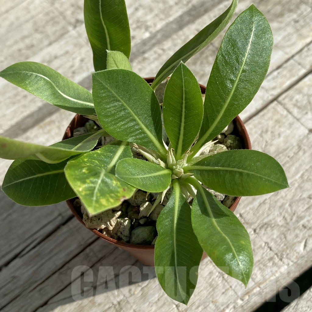 SH15876 Pachypodium brevicaule v. leucoxanthum, 2 plants