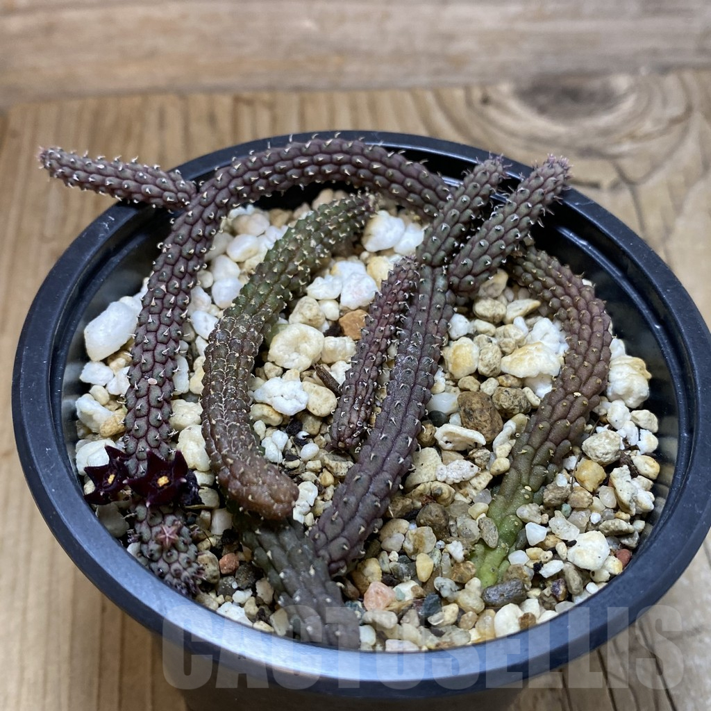 SH15831 Echidnopsis oviflora - Зображення 2